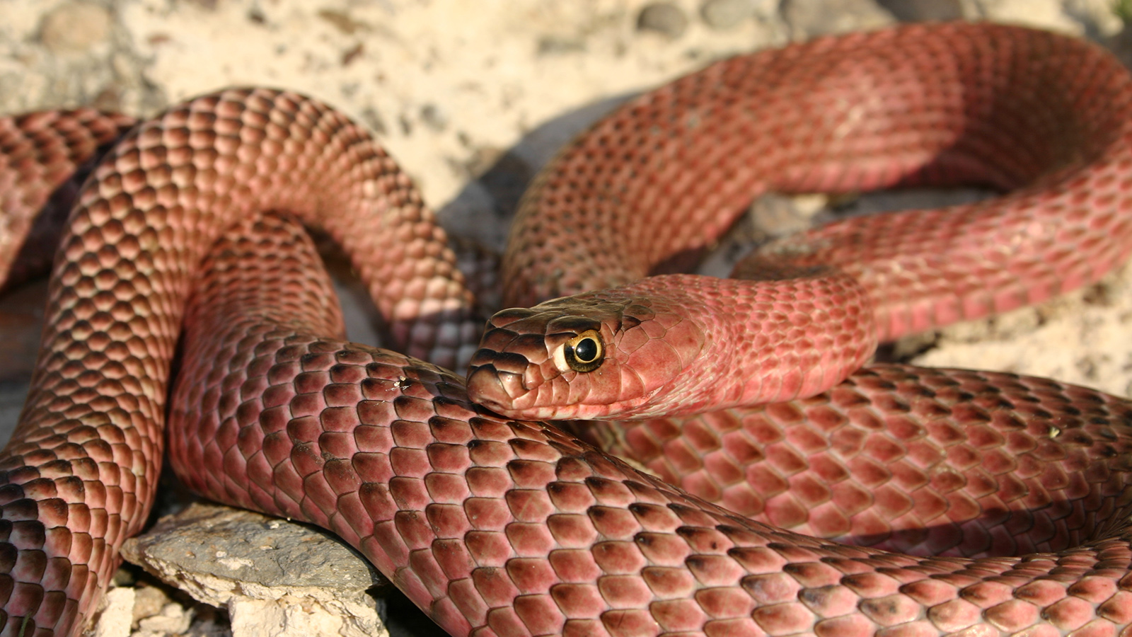 6. Coachwhip Snake