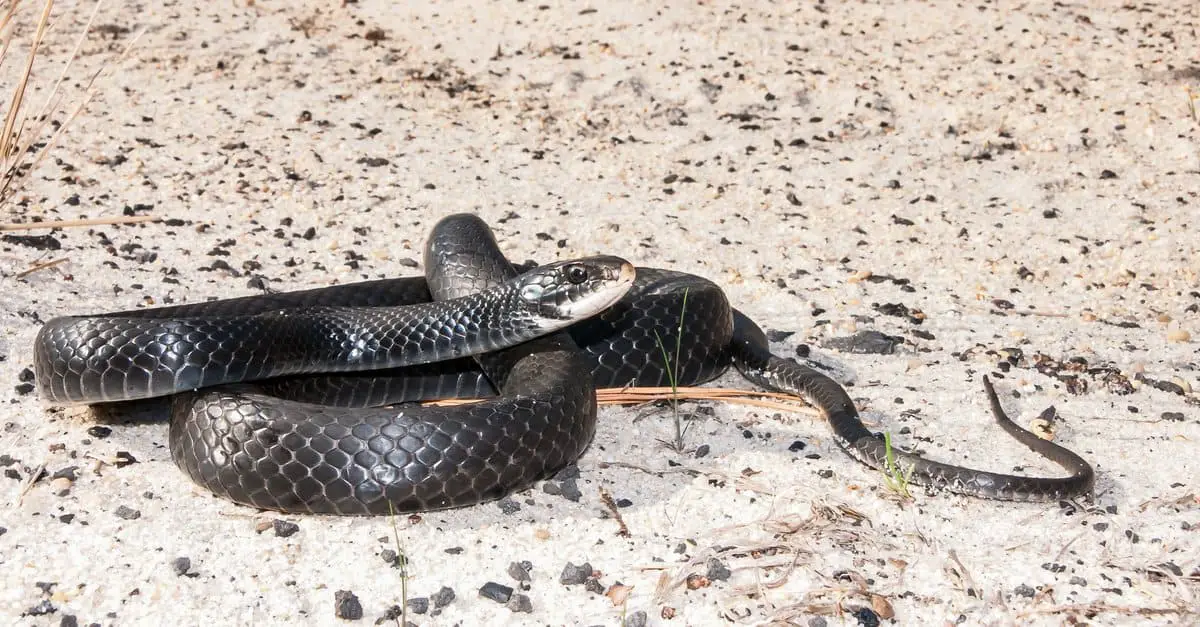Southern Black Racer