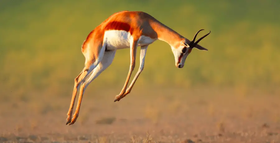 3. Springbok – 55 mph (88 kph)