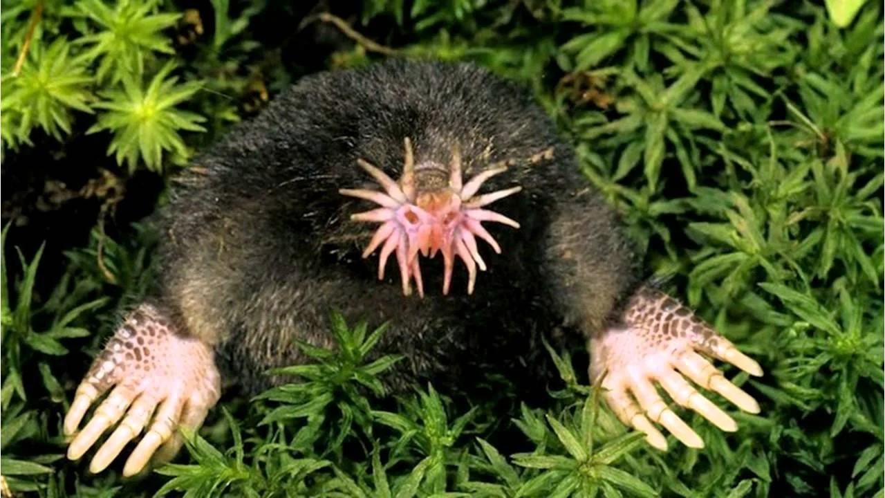 5. Star-Nosed Mole (Condylura cristata) – The Alien Nose