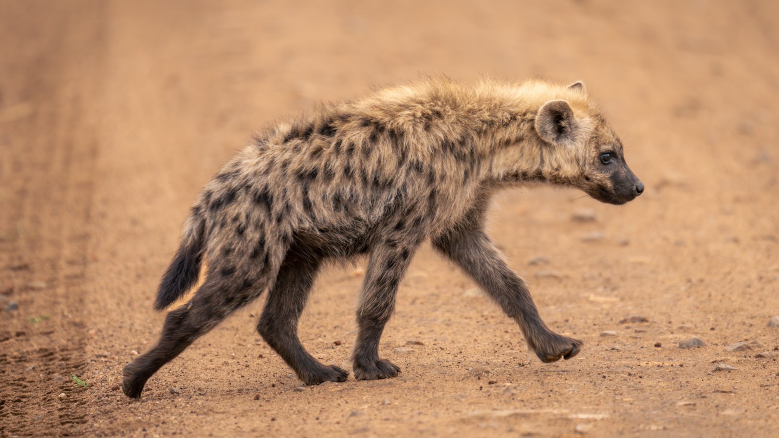 14. Hyena – 40 mph (64 kph)