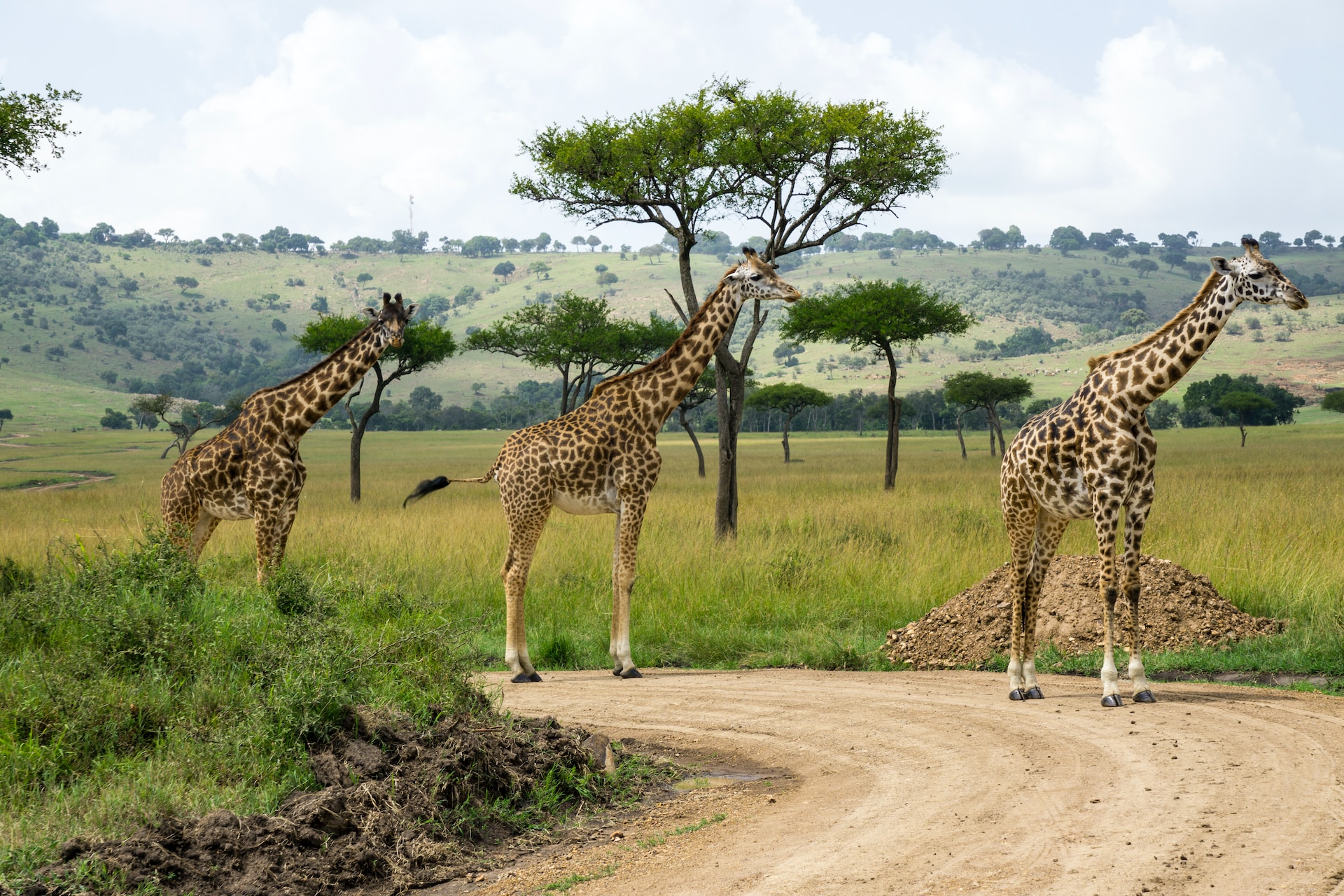 Kenya vs Tanzania safari, Which place is the Best to visit this year?