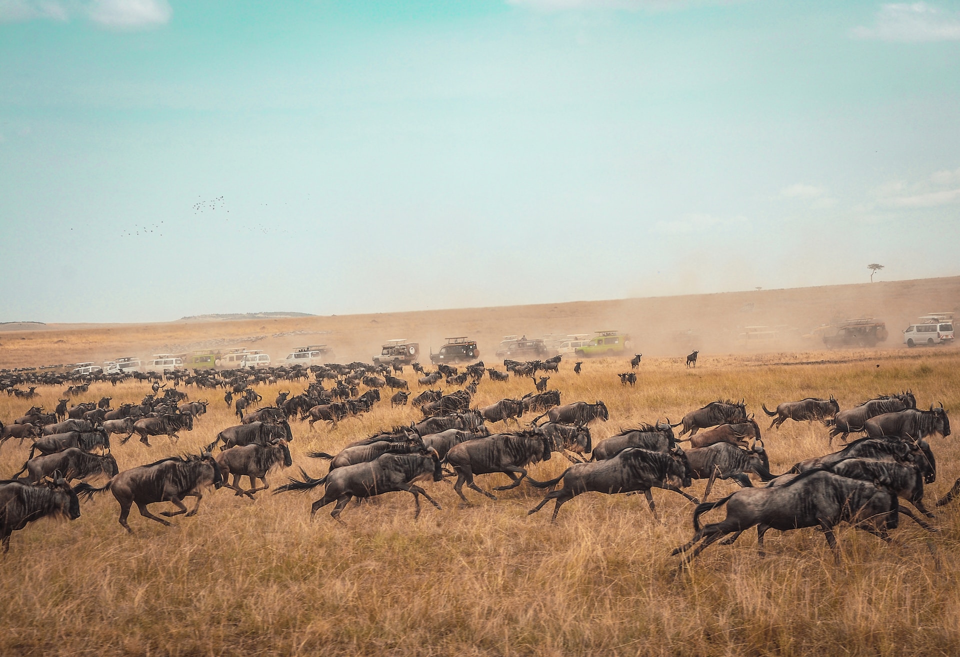 Tanzania vs Kenya wildlife safari