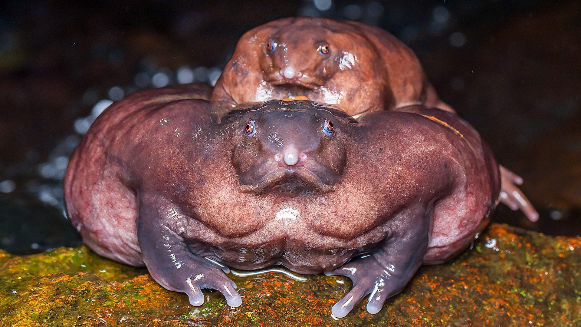 The 20 Ugliest Animals on Earth