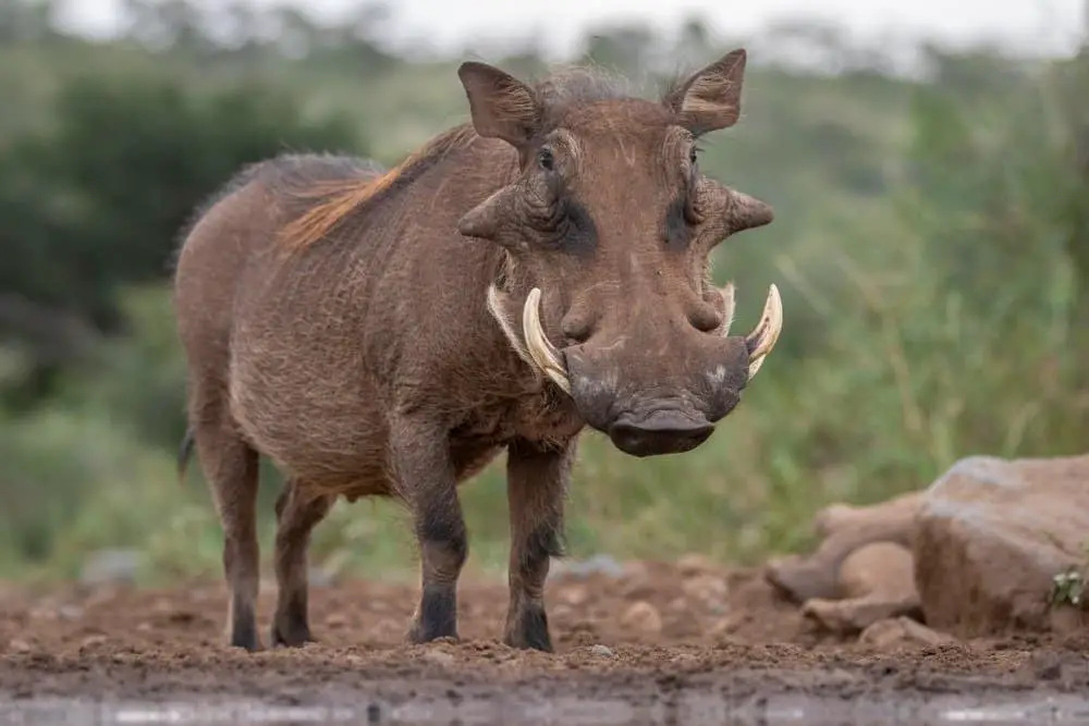 19. Warthog – 30 mph (48 kph)