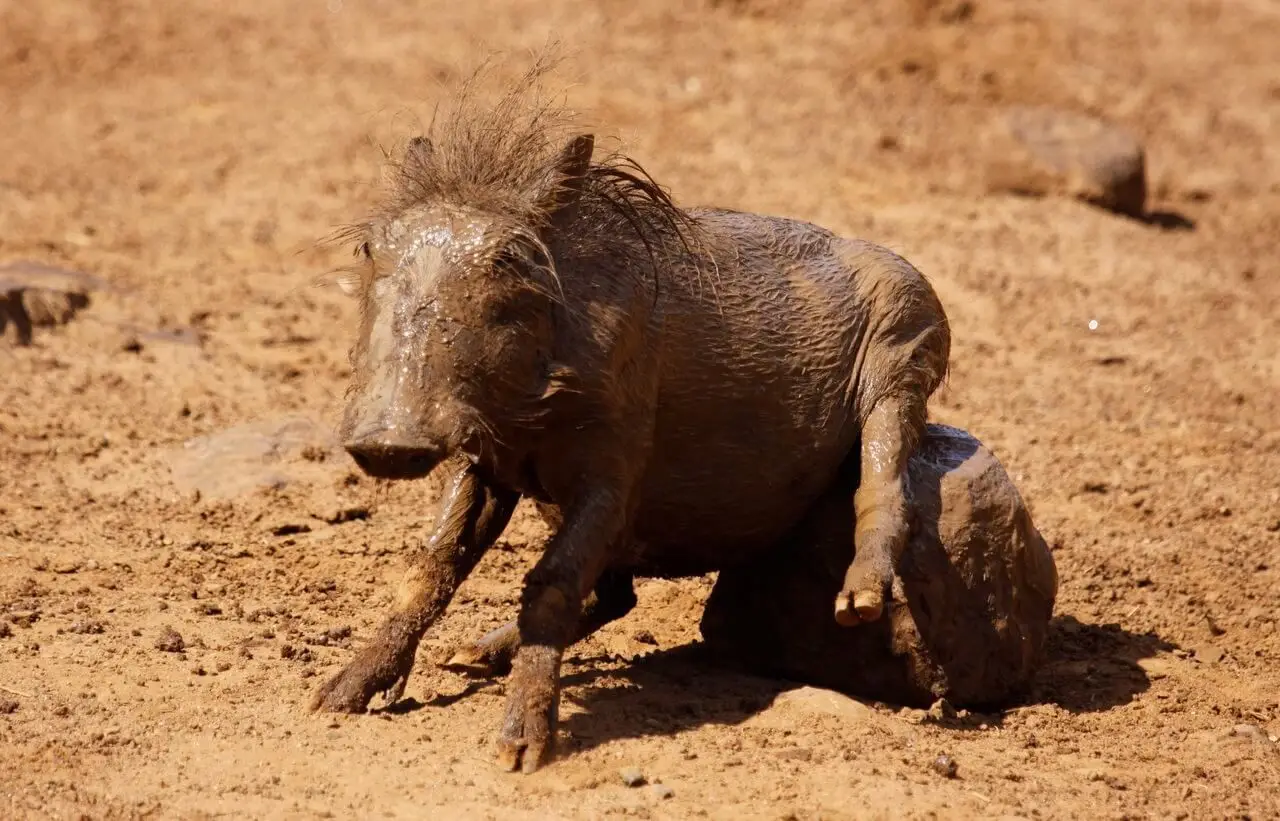 9. Warthog (Phacochoerus africanus)