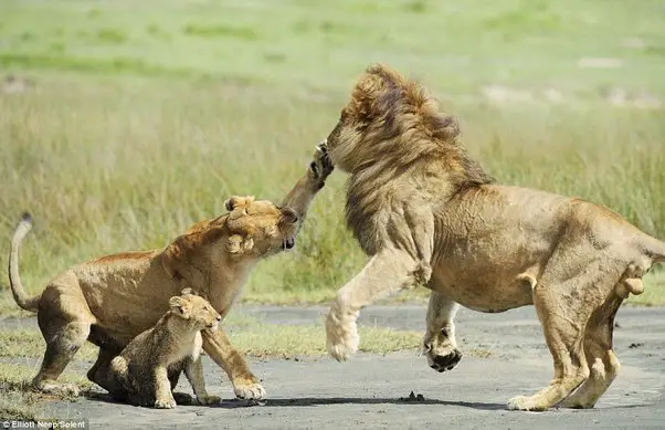 A male lion taking a cub from lioness